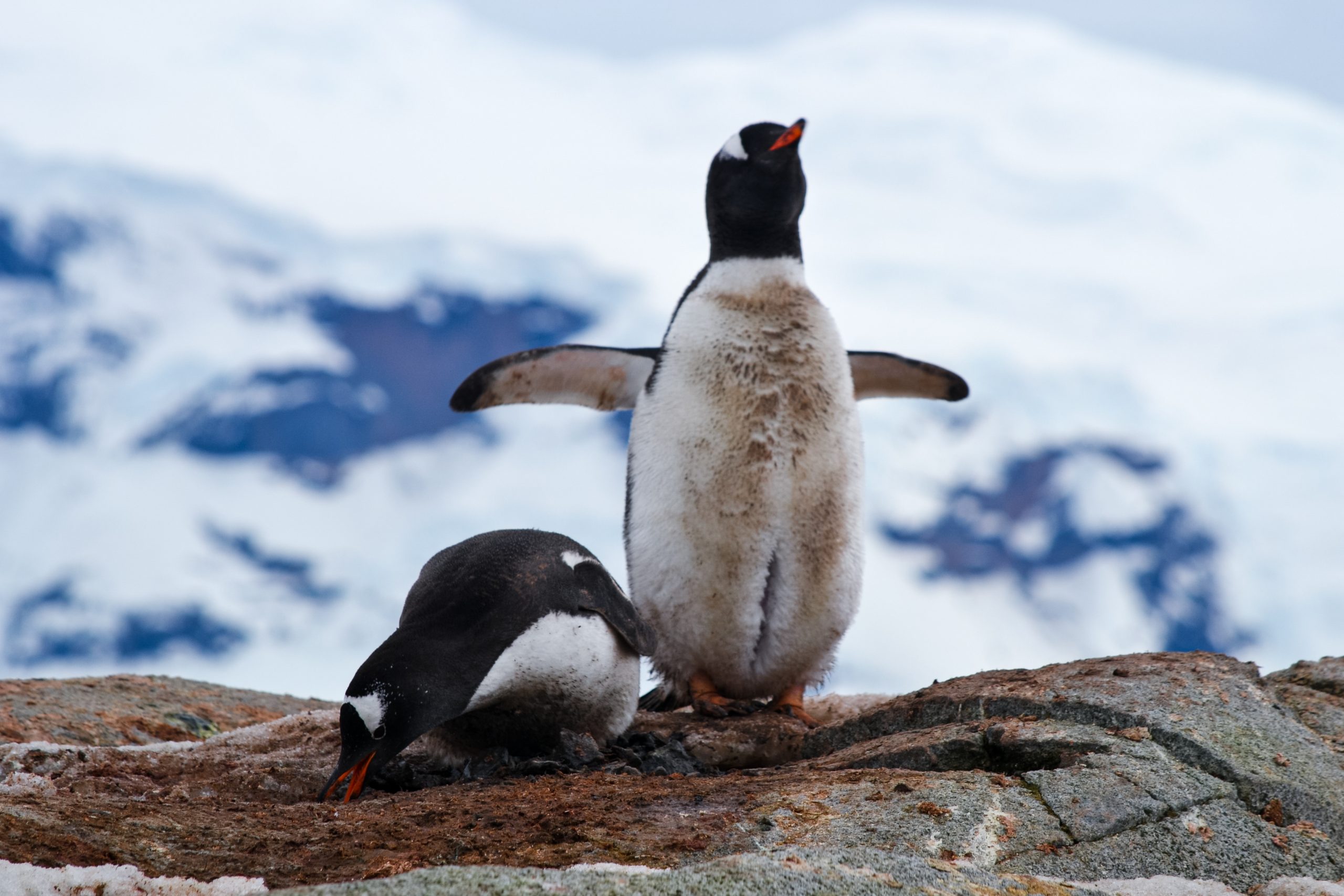 Gentoo Penguin Couple