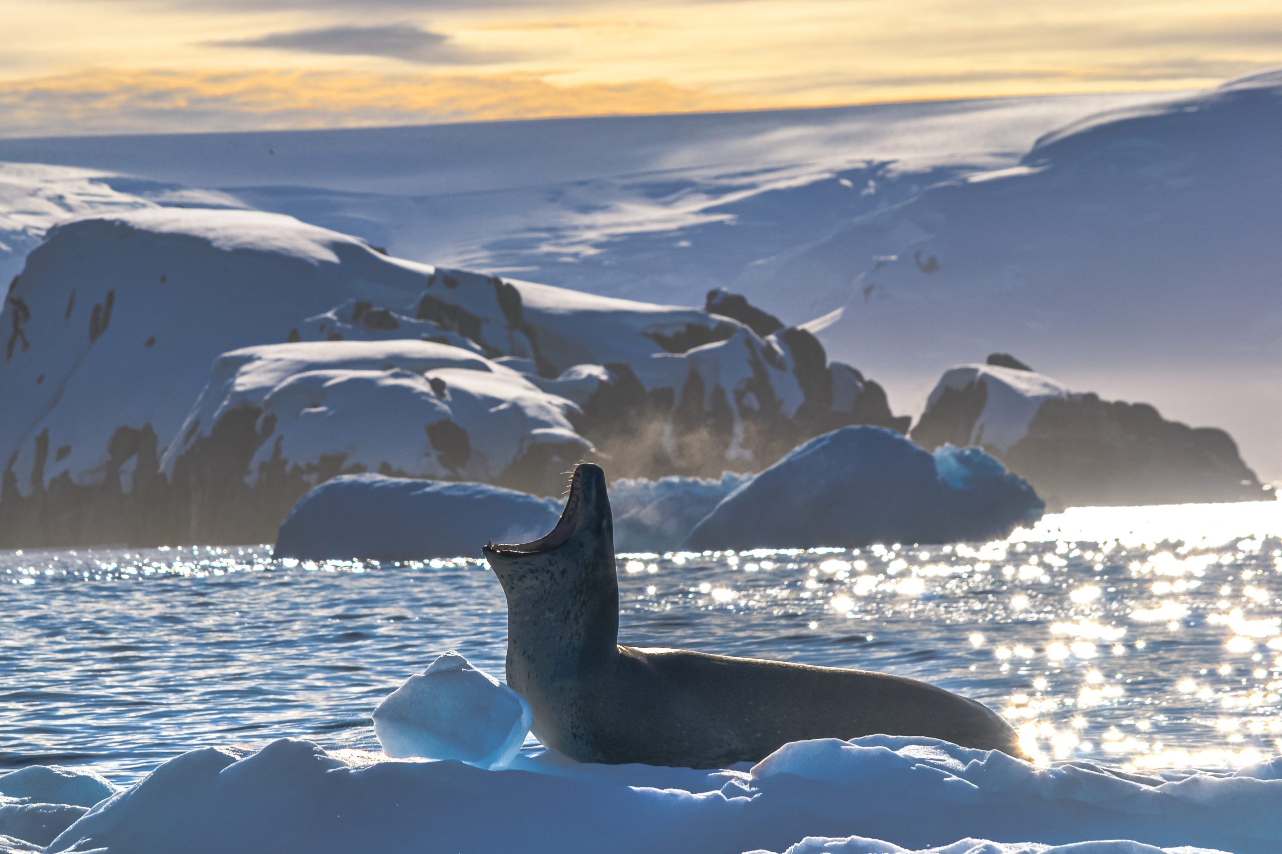 Leopard Seal with dramatic Background