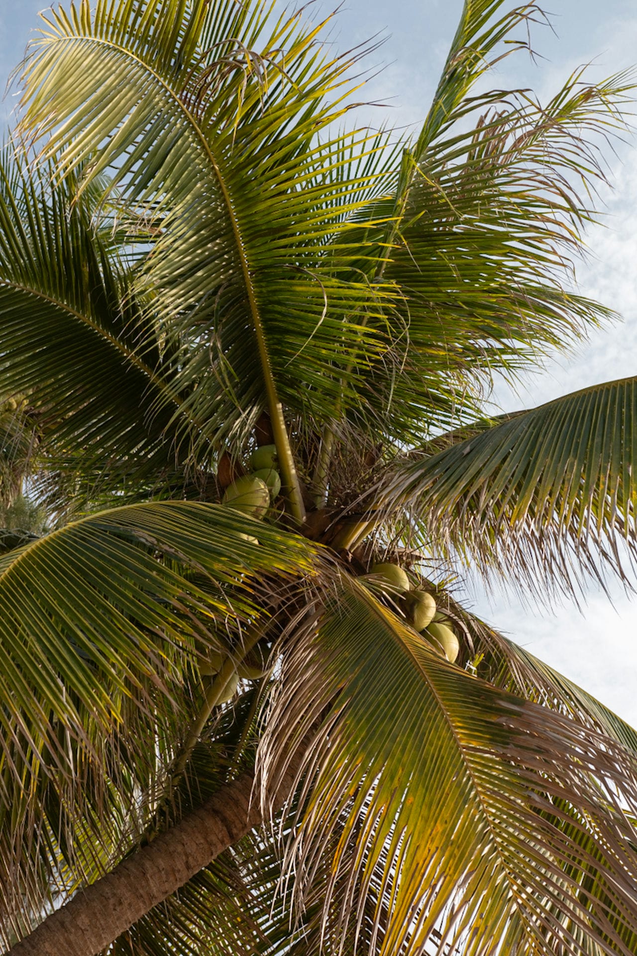 Young coconuts in Palmtree