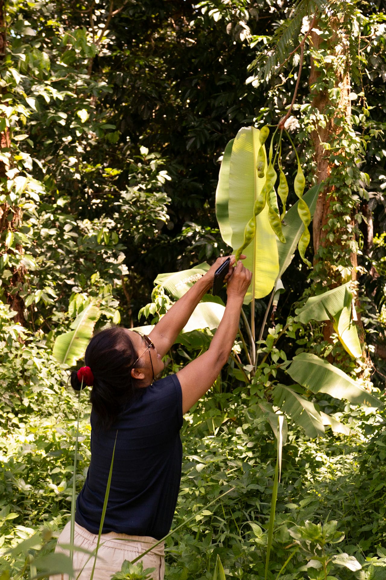 Sanit finding Sato Tree