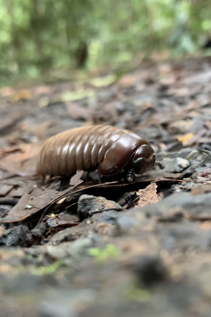 Pill Millipede