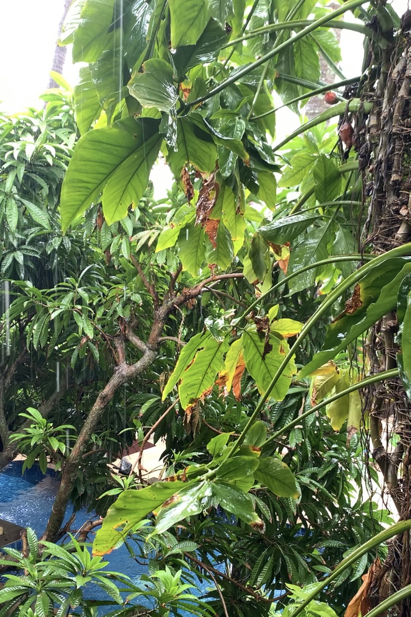 Rainy Season Thailand