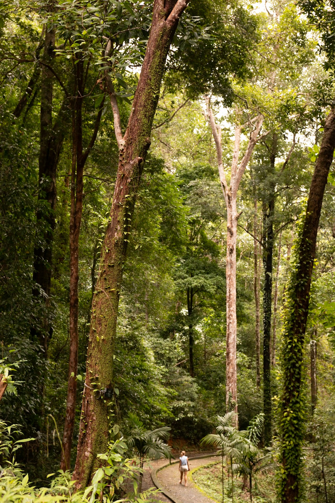 Walking through Nam Tok Ngao NP